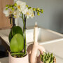 Witte orchidee en succulent Miranda in sierpotten